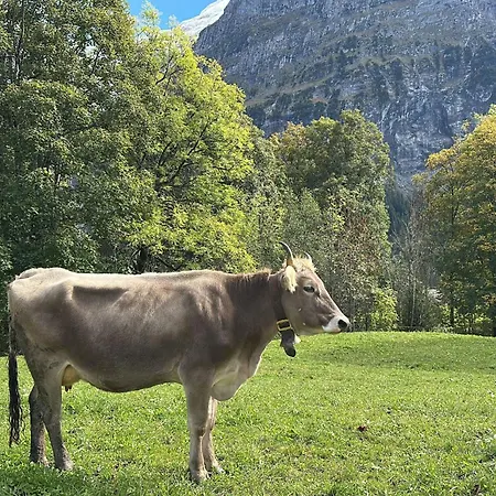 Apartament Wieseli By Interhome Grindelwald
